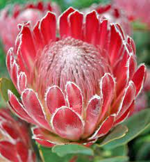 Pin On Protea