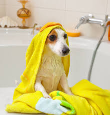 The pet supply store being closed, though, bathing my dog with baby shampoo seemed like the most reasonable option. Bathing A Dog With Baby Shampoo Is It A Good Idea Video Simply For Dogs