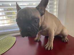Dog adoption centers charlotte nc. French Bulldog Puppies For Sale Salem Nh 321617