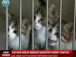 Odunpazari Hayvan Saglik Merkezi Nden Kesintisiz Hizmet Youtube