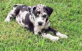 All Black Catahoula Leopard Dog Pin By Stacey Fields Cummins On Pets Catahoula Leopard Dog Louisiana Catahoula Leopard Dog Leopard Dog