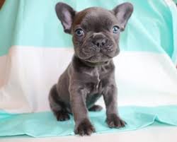 The breed is the fourth most popular type of dog in the us according to the american kennel club. French Bulldog Puppies For Sale In Ohio Petswall