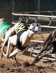 Iowa greyhound breeder convicted for illegal online drug sales