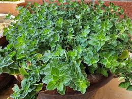 Image result for Origanum majorana
