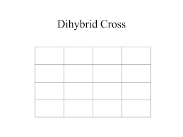 It is a very simple application which is intended to do calculations on all monohybrid, dihybrid, and trihybrid crosses. Dihybrid Punnett Square Blank Rabbit Color Genetics Advanced Punnett Square Dihybrid Punnett Squares Presentation Transcript Yoshuic