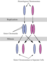 Sister Chromatids Chromosome Genetics Sisters
