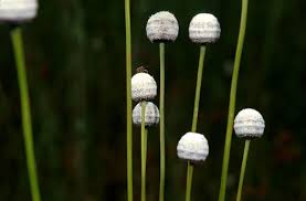 Image result for Eriocaulon deightonii