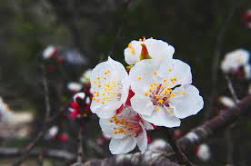 We are a flower deliver service in houston, tx. Jeannie S Herbs