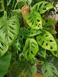 Monstera Used Look Monkey Mask Affenmaske Pflanzen Monstera Exotische Pflanzen