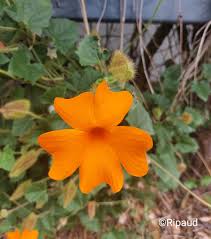 Image result for Thunbergia gregorii