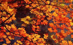 Sentyabr 6 Tys Izobrazhenij Najdeno V Yandeks Kartinkah Free Fall Wallpaper Autumn Leaves Wallpaper Desktop Wallpaper Fall