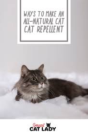 Pin On Fur Baby