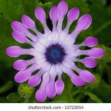 Image result for Nesogenaceae