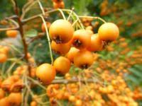 Image result for Pyracantha coccinea golden charmer