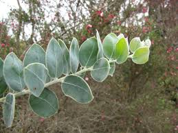Image result for Acacia podalyriifolia
