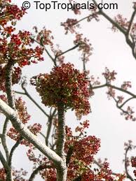 Image result for Sterculia appendiculata