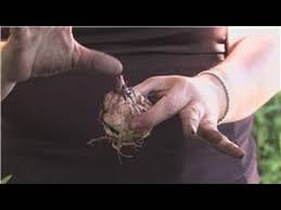Maybe you would like to learn more about one of these? How To Plant Easter Lily Bulbs 3 Step Guide Krostrade