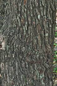 Image result for Searsia leptodictya