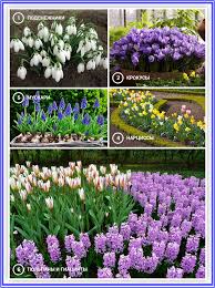 The night was my favorite time to drive with the windows down. Lawn Flowers Perennials All Summer Choose Annual And Perennial Garden Flowers Blooming All Summer