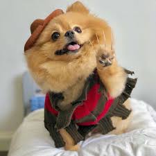 Teddy Bear Black And Brown Pomeranian Scary Pom Pomeranian Puppy Cute Pomeranian Pomeranian Dog