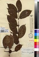 Image result for Keetia hispida