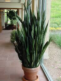 Image result for Sansevieria