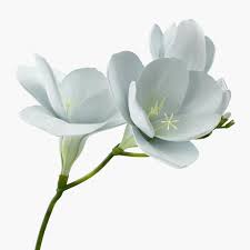 White Freesia Flower 3d Model Ad Freesia White Model Flower Freesia Flowers Freesia Flowers