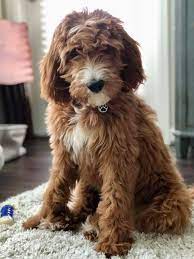 Newfypoo Kierce Jerry Irishdoodle Puppy Irish Doodle Doodle Dog Puppies For Sale