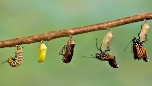 Raising butterflies from caterpillars is a wonderful science project for kids to teach them about metamorphosis, natural habitats and caring for wildlife. Beyond The Very Hungry Caterpillar What This Insect Can Teach Us About Self Care Marisa Raymond