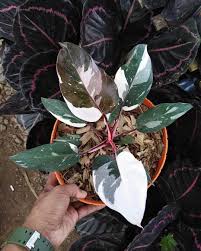 Philodendron Anderson Philodendronanderson Philodendronandersonvariegated Philodendron Plantsofinstagram Indonesia Plants Variegated Plants Unusual Plants