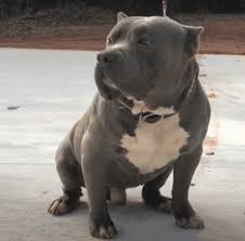 So, the gottiline pitbull bloodline is named after the notorious juan gotty. Ultimate Guide To Blue Razor Edge Pitbulls Appearance Character And Where To Buy