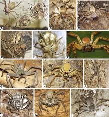 Northern badge huntsman (neosparassus salacius). A Molecular Phylogeny Of The Australian Huntsman Spiders Sparassidae Deleninae Implications For Taxonomy And Social Behaviour Sciencedirect