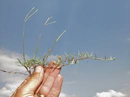 Image result for Digitaria longiflora