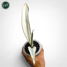 Image result for Sansevieria metallica