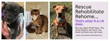 It is our goal to match homeless shelter pets with loving, forever homes. Rain Rescue Animals In Need Home Facebook