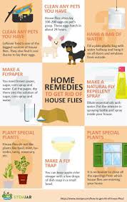 How To Get Rid Of House Flies Natural Methods Pest Control Flea Prevention Pests