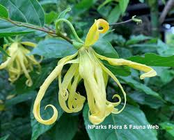 Image result for Cananga