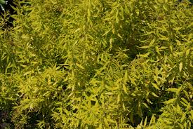 Image result for Thunbergia pynaertii