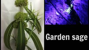 Image result for Sphaeropsis tumefaciens oleander symptoms