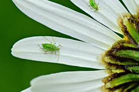Bugs kot bazilika prav tako kot ljudje. How To Get Rid Of Bugs On Basil Aphids Beetles Flies Mites And More Bugwiz