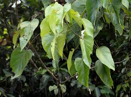 Image result for Caloncoba