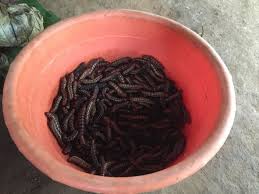 Image result for Caloncoba crepiniana