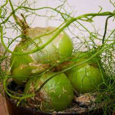 Image result for Volusia amboinensis