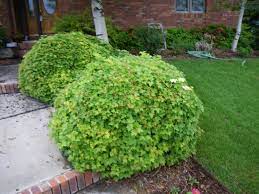 Viburnum opulus 'nanum' a dense mounding shrub with glossy deeply lobed green leaves that turn purplish in the fall. Cranberry Dwarf European Fossil Creek Nursery