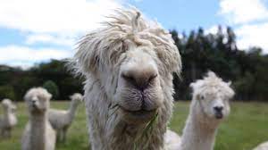 Alpacas Seriously Mum Whats An Alpaca Alpaca Llama Cute Alpaca