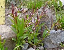 Image result for Epilobium