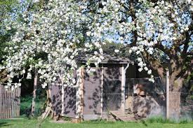 Huhner Im Garten Halten Fur Anfanger In 2020 Huhner Im Garten Huhner Garten