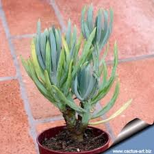 Image result for Senecio tabulicola