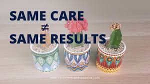 Easter cactus won't just bloom overnight. Why 3 Moon Cactus Look Totally Different Despite Having The Same Care Youtube