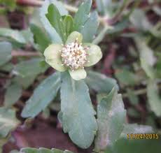 Image result for Enydra fluctuans